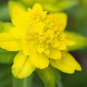 Cushion Spurge Flower (Euphorbia Polychroma) 15 PCS Seeds