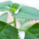 Cuban Oregano 60 PCS Seeds