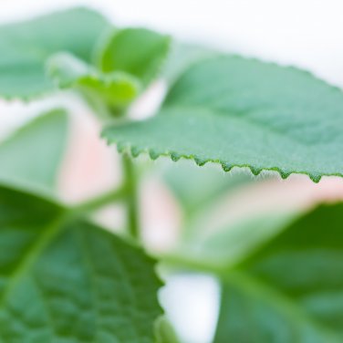 Cuban Oregano 60 PCS Seeds