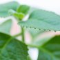 Cuban Oregano 60 PCS Seeds