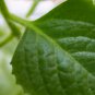 Cuban Oregano 60 PCS Seeds