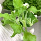Crystalline Ice Plant Vegetable 300 PCS Seeds Crystalline Ice Plant Vegetable 300 PCS Seeds