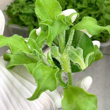 Crystalline Ice Plant Vegetable 300 PCS Seeds