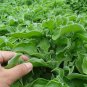 Crystalline Ice Plant Vegetable 300 PCS Seeds