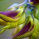 Crotalaria cunninghamii 4 PCS Seeds