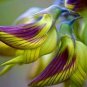 Crotalaria cunninghamii 4 PCS Seeds