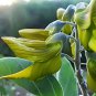 Crotalaria cunninghamii 4 PCS Seeds