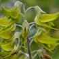 Crotalaria cunninghamii 4 PCS Seeds
