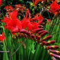 Crocosmia Lucifer Plant 100 PCS Seeds