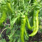 Crispy Spicy 'Lamb Horn' Peppers 200 PCS Seeds