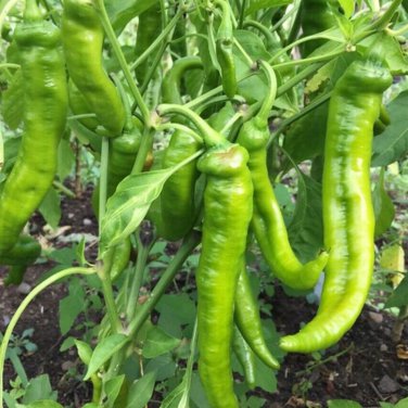 Crispy Spicy 'Lamb Horn' Peppers 200 PCS Seeds