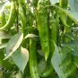 Crispy Spicy 'Lamb Horn' Peppers 200 PCS Seeds