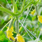 Crisp White Cucumber with Spiky Vines 40 PCS Seeds Crisp White Cucumber with Spiky Vines 40 PCS Seeds