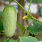 Crisp White Cucumber with Spiky Vines 40 PCS Seeds