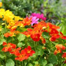 Creeping Tropaeolum majus Nasturtium Flower 100 PCS Seeds