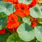 Creeping Tropaeolum majus Nasturtium Flower 100 PCS Seeds