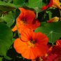 Creeping Tropaeolum majus Nasturtium Flower 100 PCS Seeds