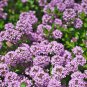 Creeping Thyme Purple Pink CreSS Rock Flowers 300 PCS Seeds