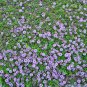 Creeping Thyme Purple Pink CreSS Rock Flowers 300 PCS Seeds