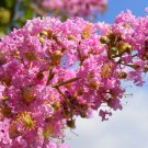 Crape Myrtle Shrub Lagerstroemia Perennial Flower 100 PCS Seeds Crape Myrtle Shrub Lagerstroemia Perennial Flower 100 PCS Seeds
