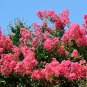 Crape Myrtle Shrub Lagerstroemia Perennial Flower 100 PCS Seeds