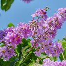 Crape Myrtle 100 PCS Seeds