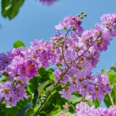Crape Myrtle 100 PCS Seeds