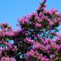 Crape Myrtle 100 PCS Seeds