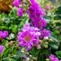 Crape Myrtle 100 PCS Seeds