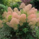 Cotinus Coggygria Scumpia Smoke Tree Shrub 5 PCS Seeds