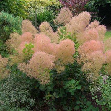 Cotinus Coggygria Scumpia Smoke Tree Shrub 5 PCS Seeds