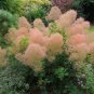 Cotinus Coggygria Scumpia Smoke Tree Shrub 5 PCS Seeds