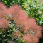 Cotinus Coggygria Scumpia Smoke Tree Shrub 5 PCS Seeds
