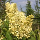 Syringa Vulgaris Yellow Lilac Multi stemmed Small Tree 100 PCS Seeds Syringa Vulgaris Yellow Lilac Multi stemmed Small Tree 100 PCS Seeds
