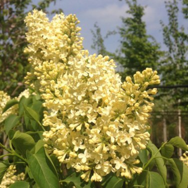 Syringa Vulgaris Yellow Lilac Multi stemmed Small Tree 100 PCS Seeds