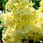 Syringa Vulgaris Yellow Lilac Multi stemmed Small Tree 100 PCS Seeds