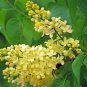 Syringa Vulgaris Yellow Lilac Multi stemmed Small Tree 100 PCS Seeds