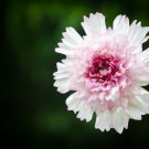 Cosmos bipinnatus 'Double Click Snow Puff' 100 PCS Seeds
