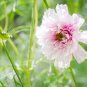 Cosmos bipinnatus 'Double Click Snow Puff' 100 PCS Seeds