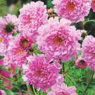 Cosmos bipinnatus 'Double Click Rose Bonbon' 100 PCS Seeds