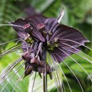 Tacca Chantrieri 5 PCS Seeds