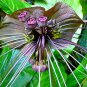 Tacca Chantrieri 5 PCS Seeds