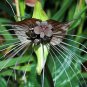 Tacca Chantrieri 5 PCS Seeds