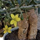 TALINUM caffra Fresh 10 PCS Seeds