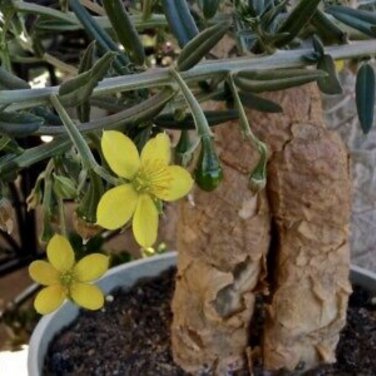 TALINUM caffra Fresh 10 PCS Seeds
