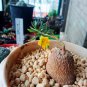TALINUM caffra Fresh 10 PCS Seeds
