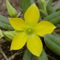TALINUM caffra Fresh 10 PCS Seeds