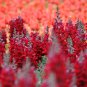 Tall Dark Red Snapdragon 500 PCS Seeds
