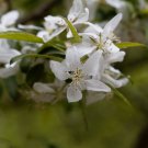 Dwarf Almond Tree 20 PCS Seeds Dwarf Almond Tree 20 PCS Seeds