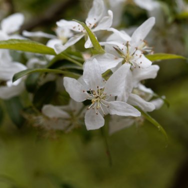 Dwarf Almond Tree 20 PCS Seeds